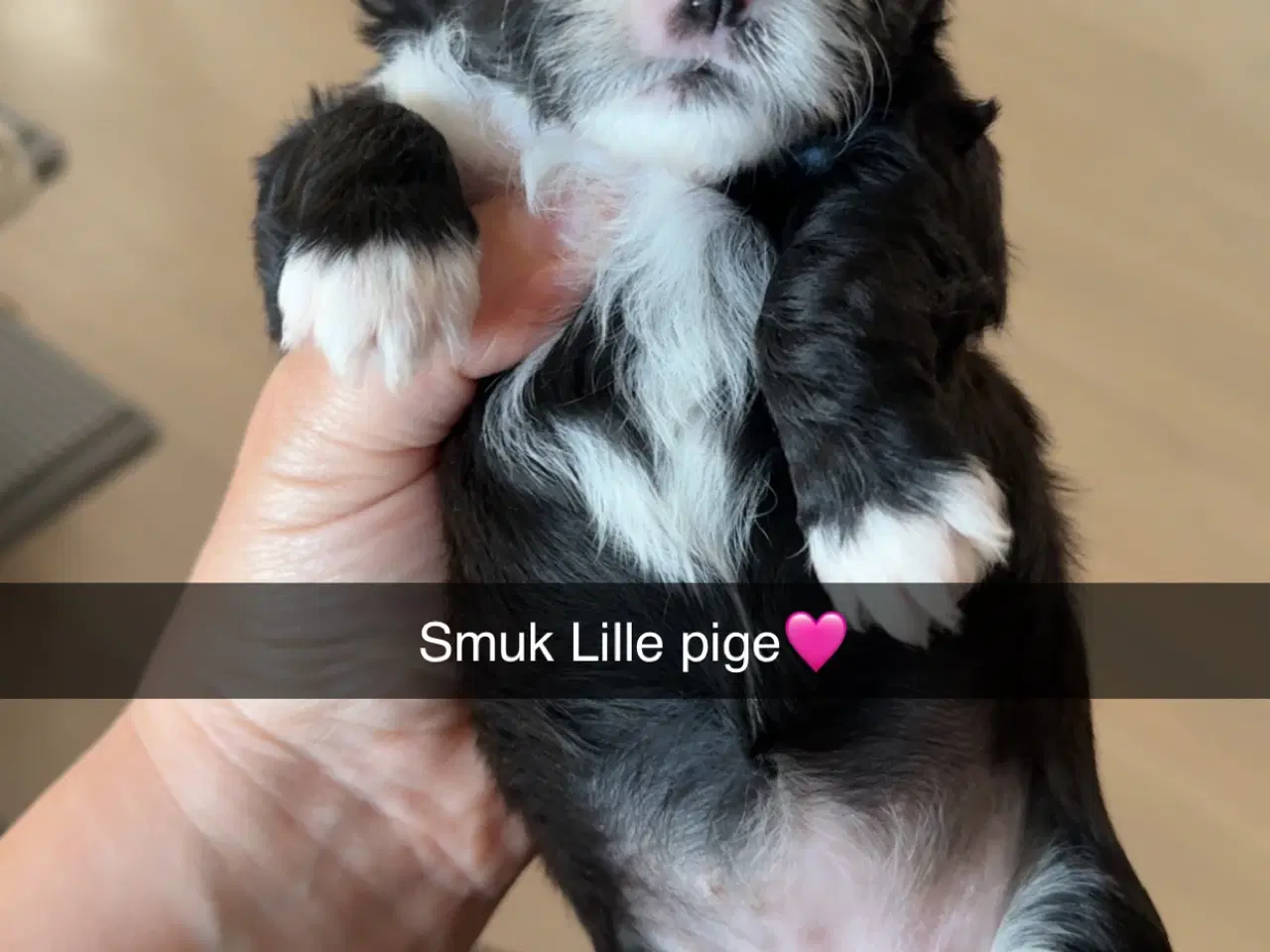 Billede 9 - Fantastisk dejlige familiehund vi er klar til besø