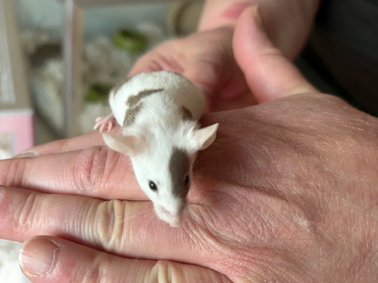 Billede 2 - Flerfarvede/plettede mus