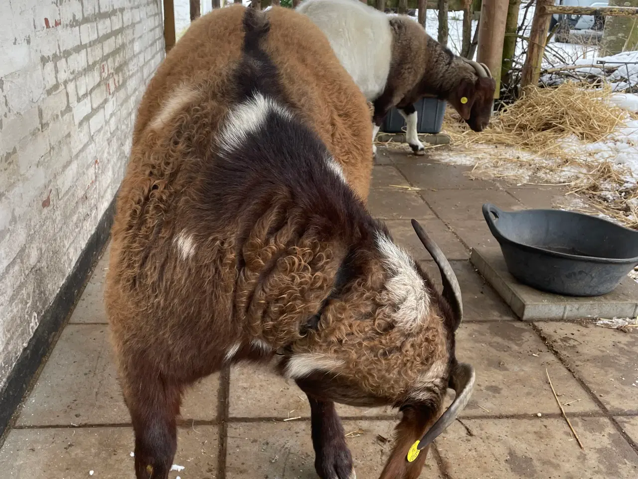 Billede 8 - Kærlig nyt hjem søges til to søde geder 🐐 🐐 