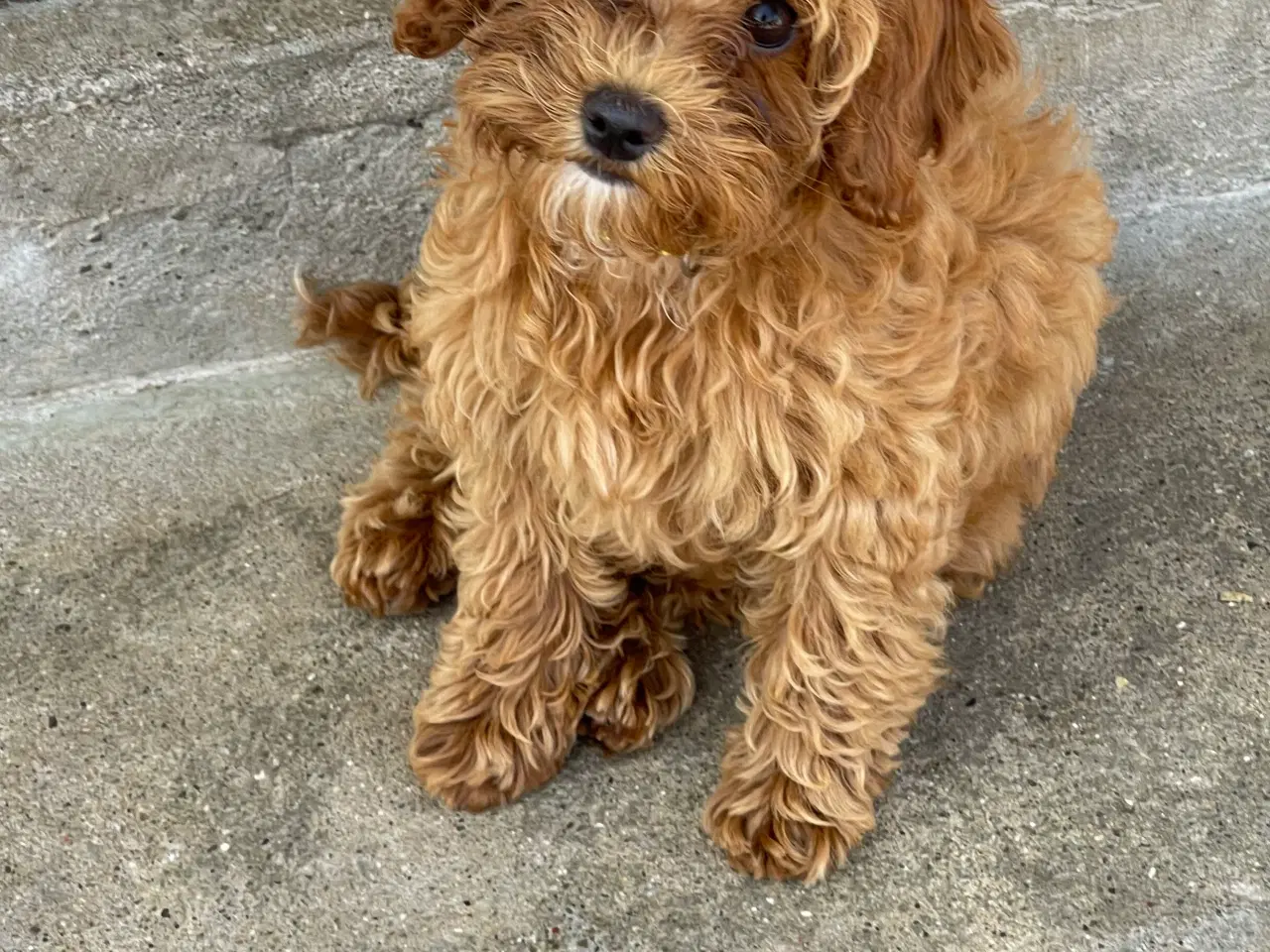 Billede 5 - Maltipoo  få rejseklar 