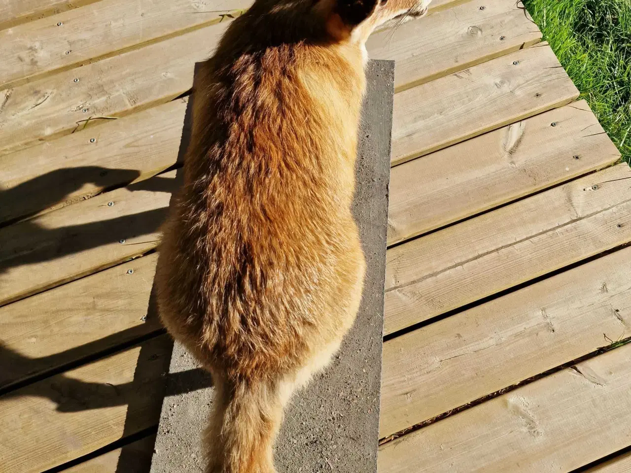 Billede 4 - Flot udstoppet ræv sælges