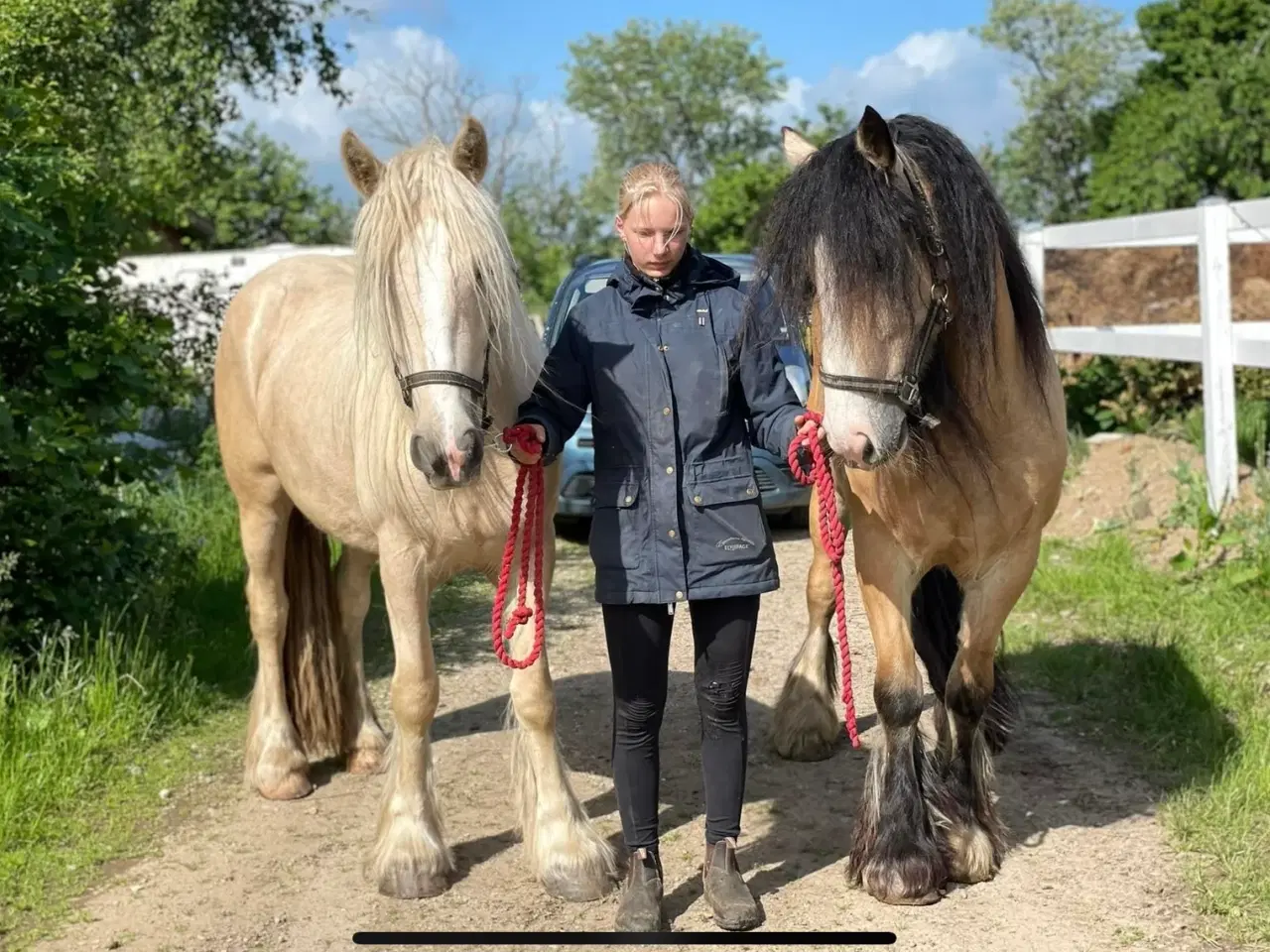 Billede 6 - Irish cob hoppe palomino