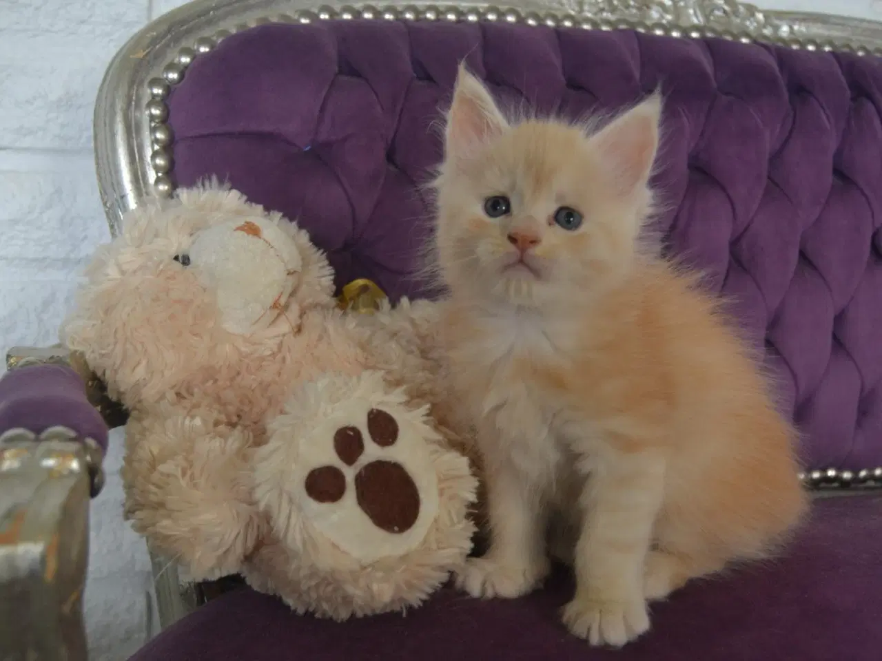 Billede 1 - Maine coon killinger m Stamtavle