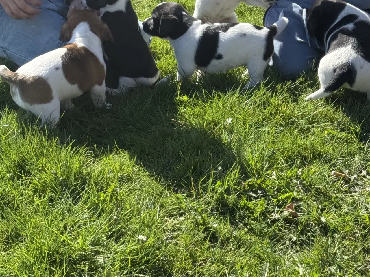 Billede 7 - Dansk svensk/jack Russel blandinger 