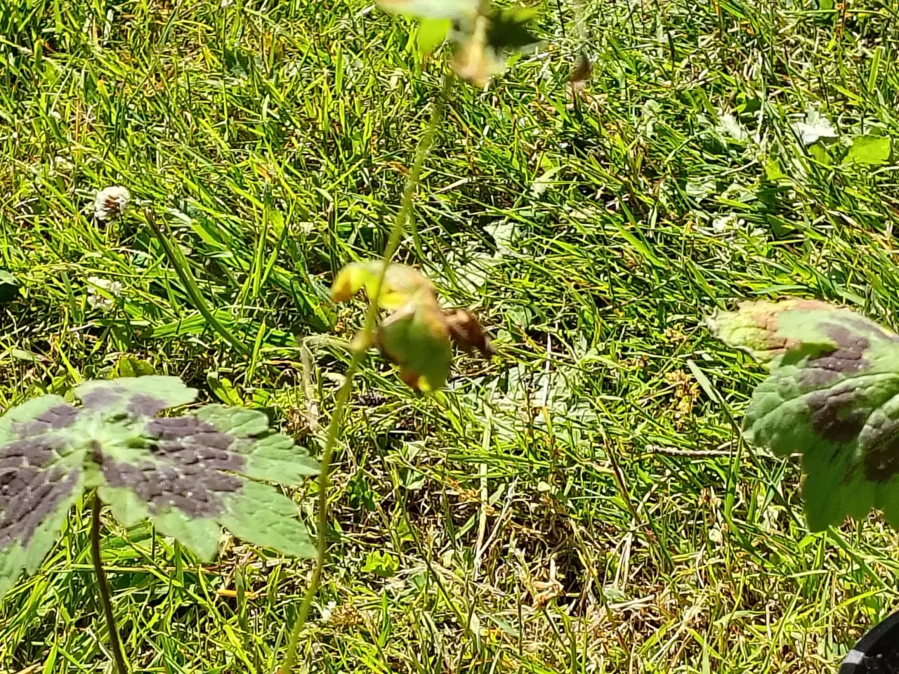 Billede 6 - Geranium m små mørkerøde blomster 