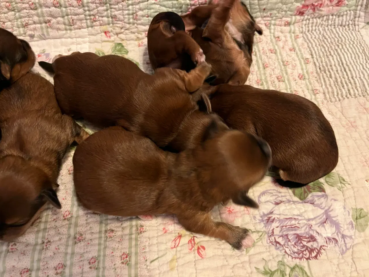 Billede 8 - ❣️Sødeste Bichon Havanais ❣️