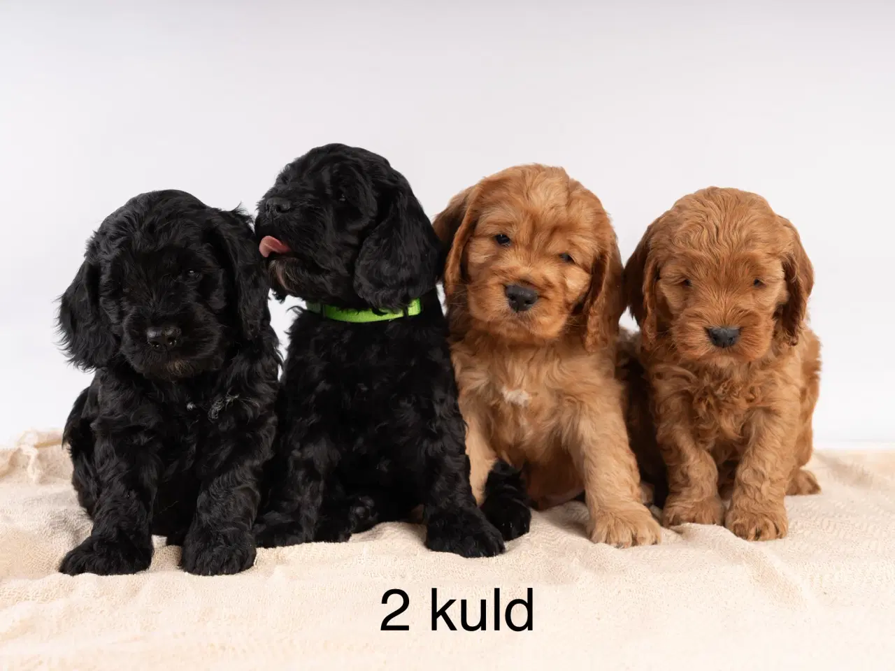 Billede 4 - Cockapoo, Cokerpoo, Doodle