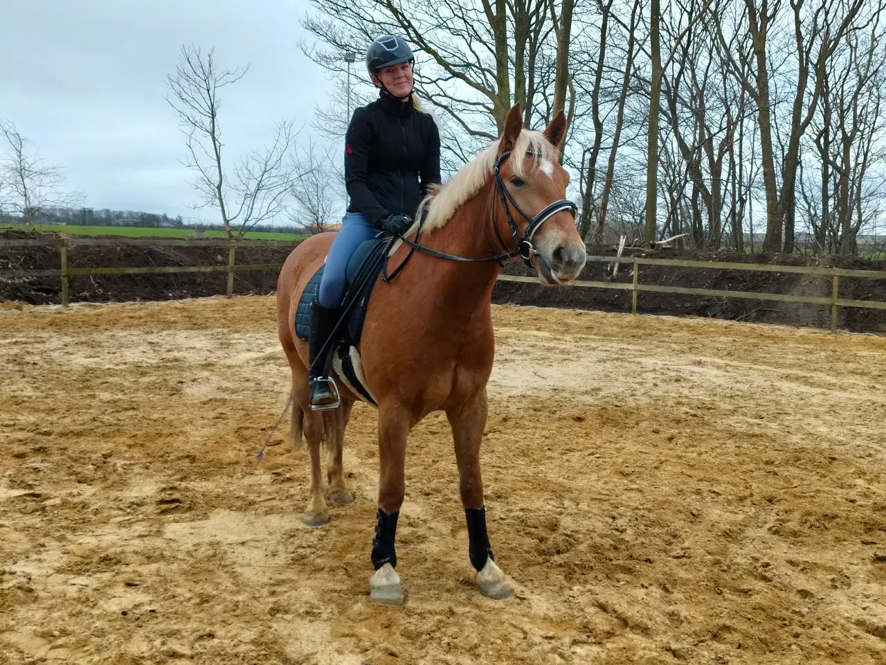 Billede 1 - Kommende allround hest