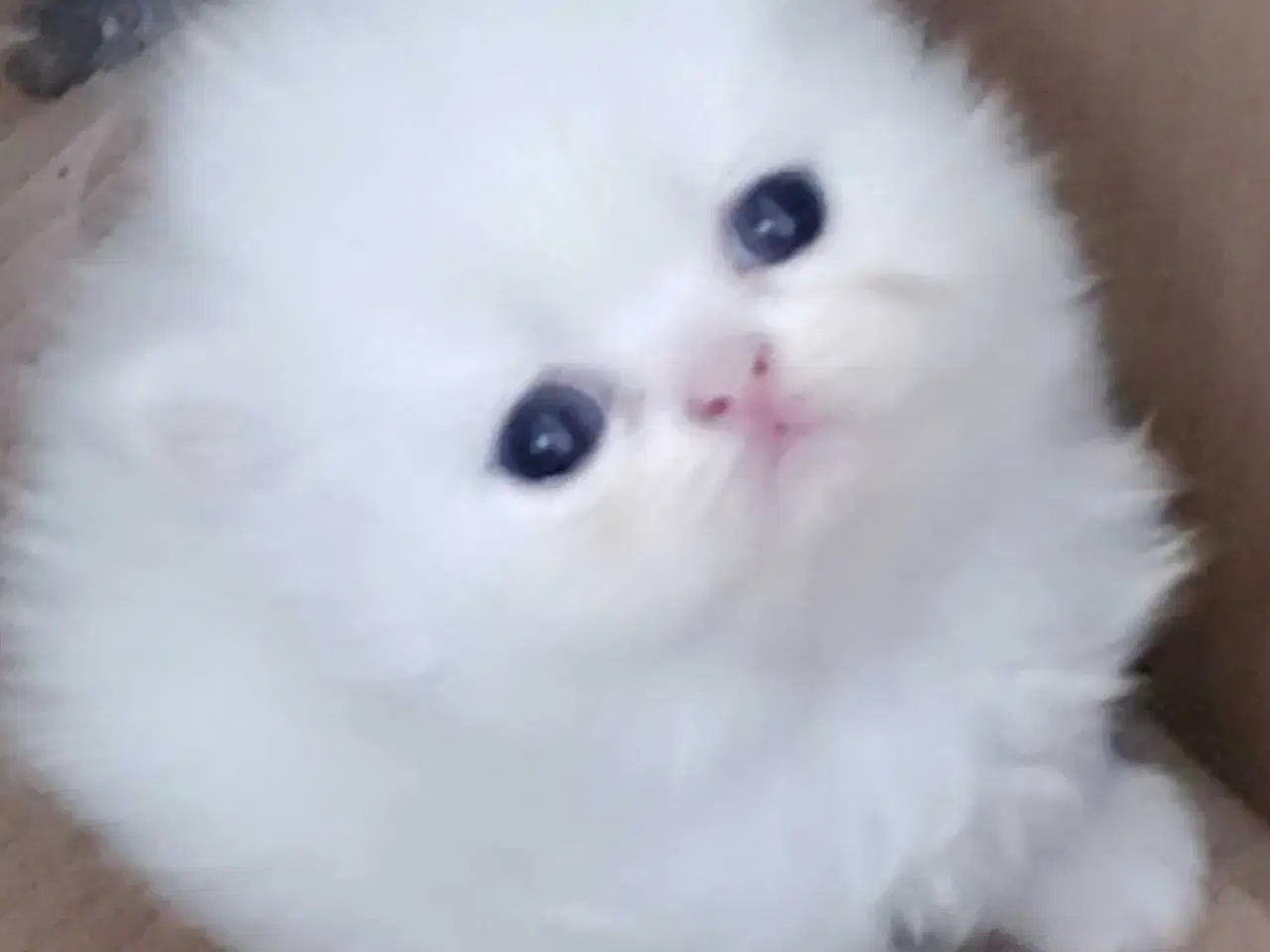 Billede 1 - Perser killinger 