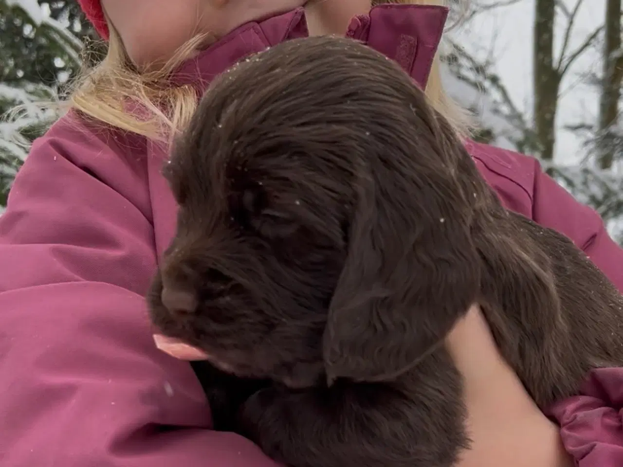 Billede 2 - Working Spaniel (FT)