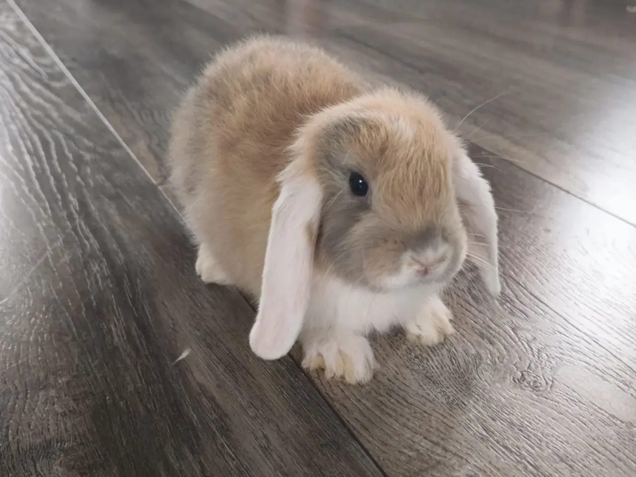 Billede 1 - Sød og kærlig mini lop kaninunge 🐰