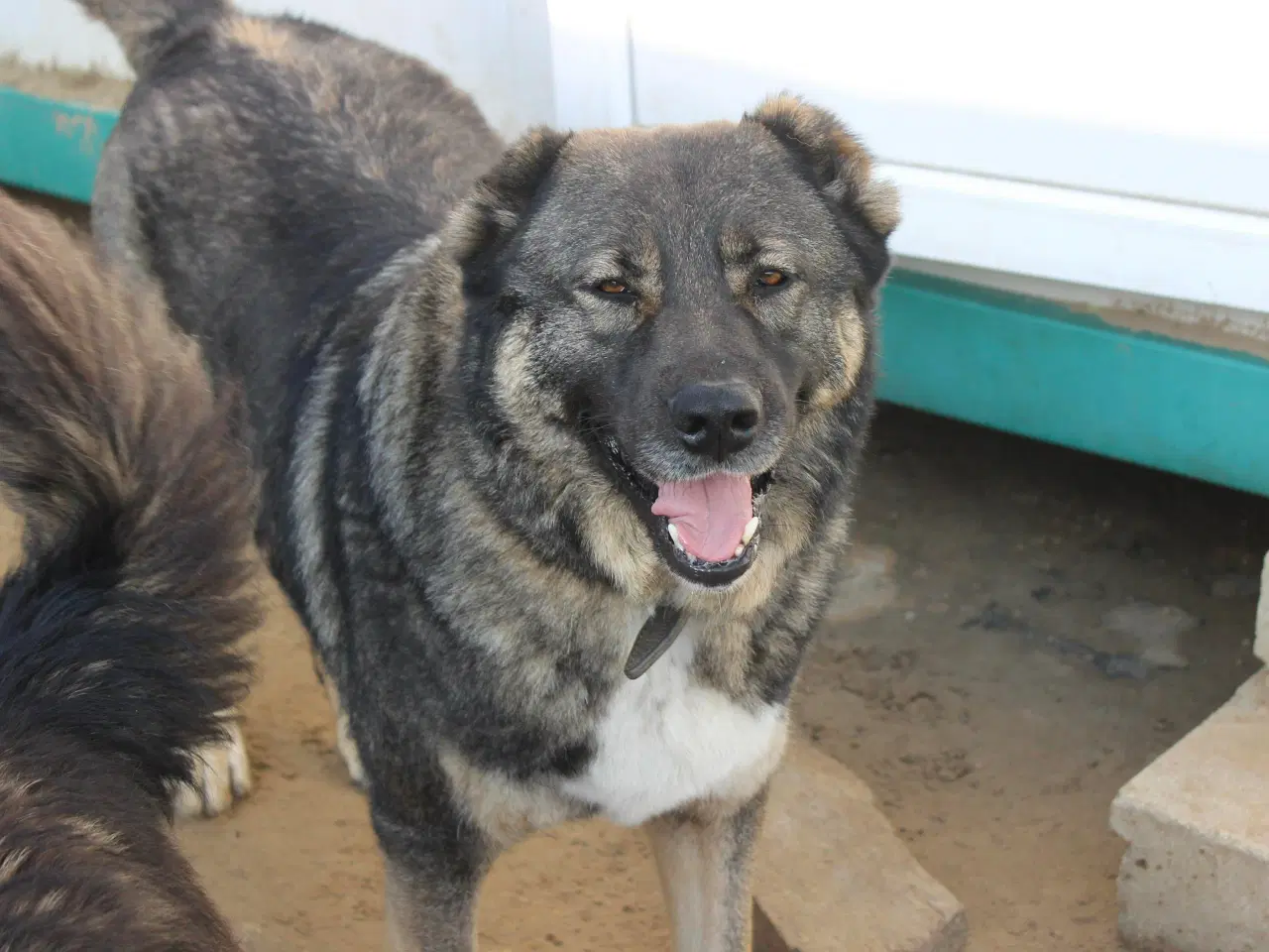 Billede 5 - Skøn bamse søger familie! 🤎