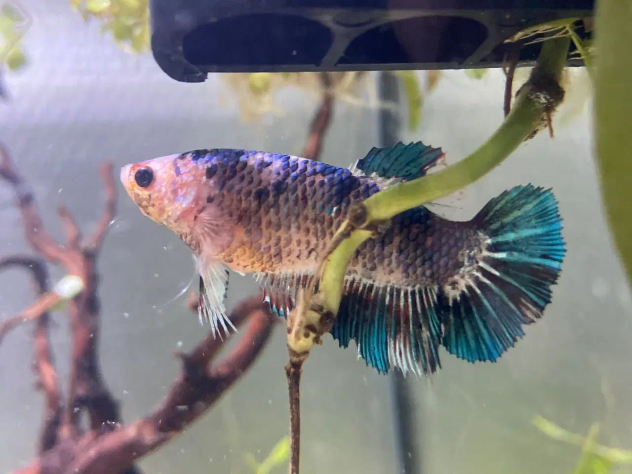 Billede 1 - Kampfisk hun