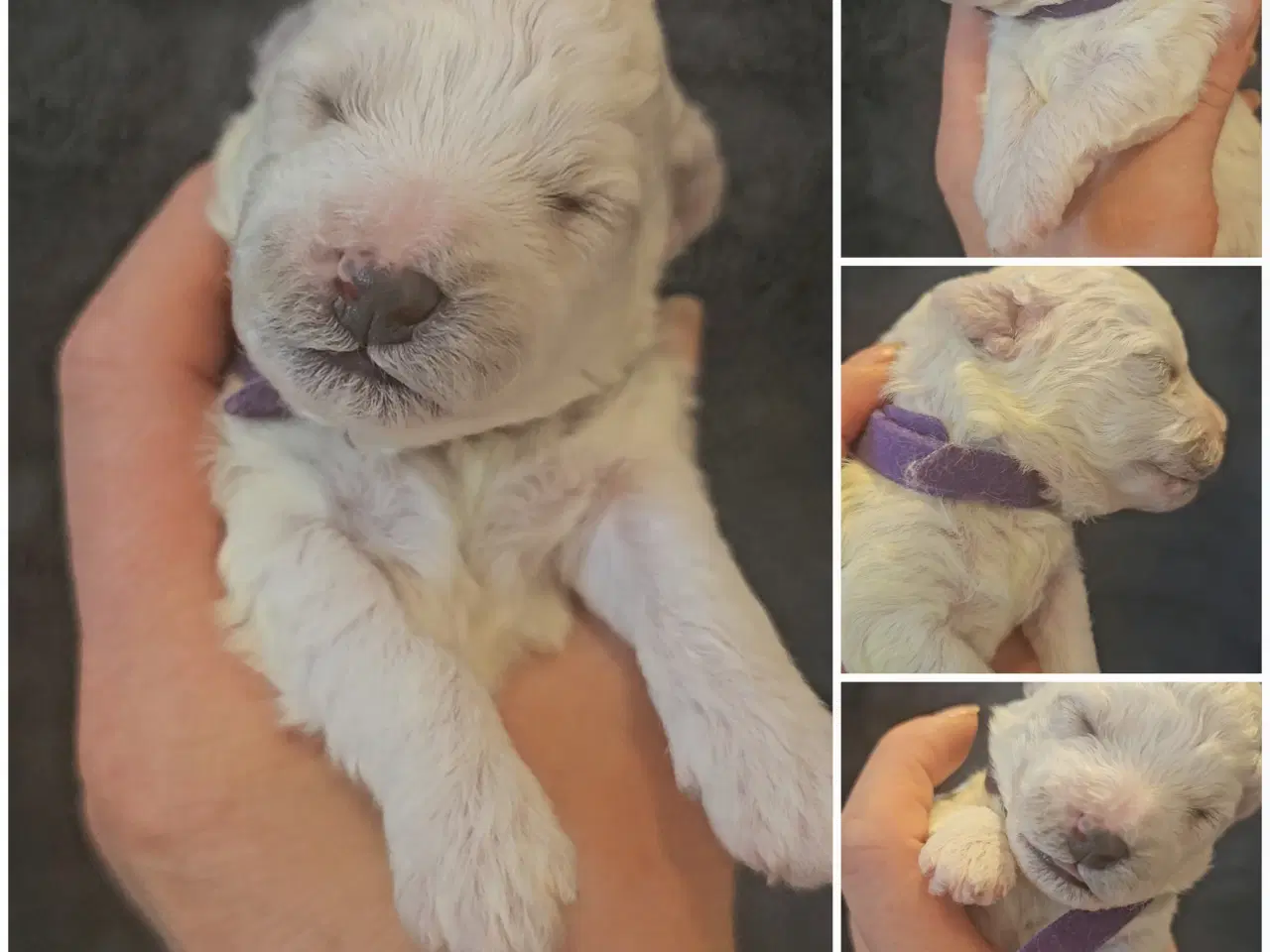 Billede 18 - Bichon Frise allergivenlige hvalpe