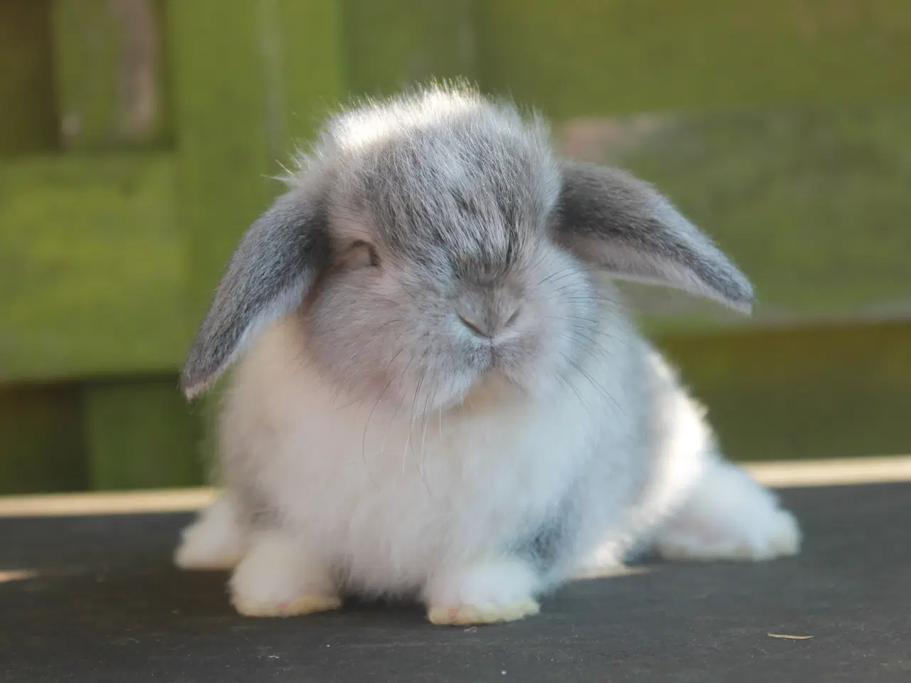 Billede 2 - Mini lop hankanin