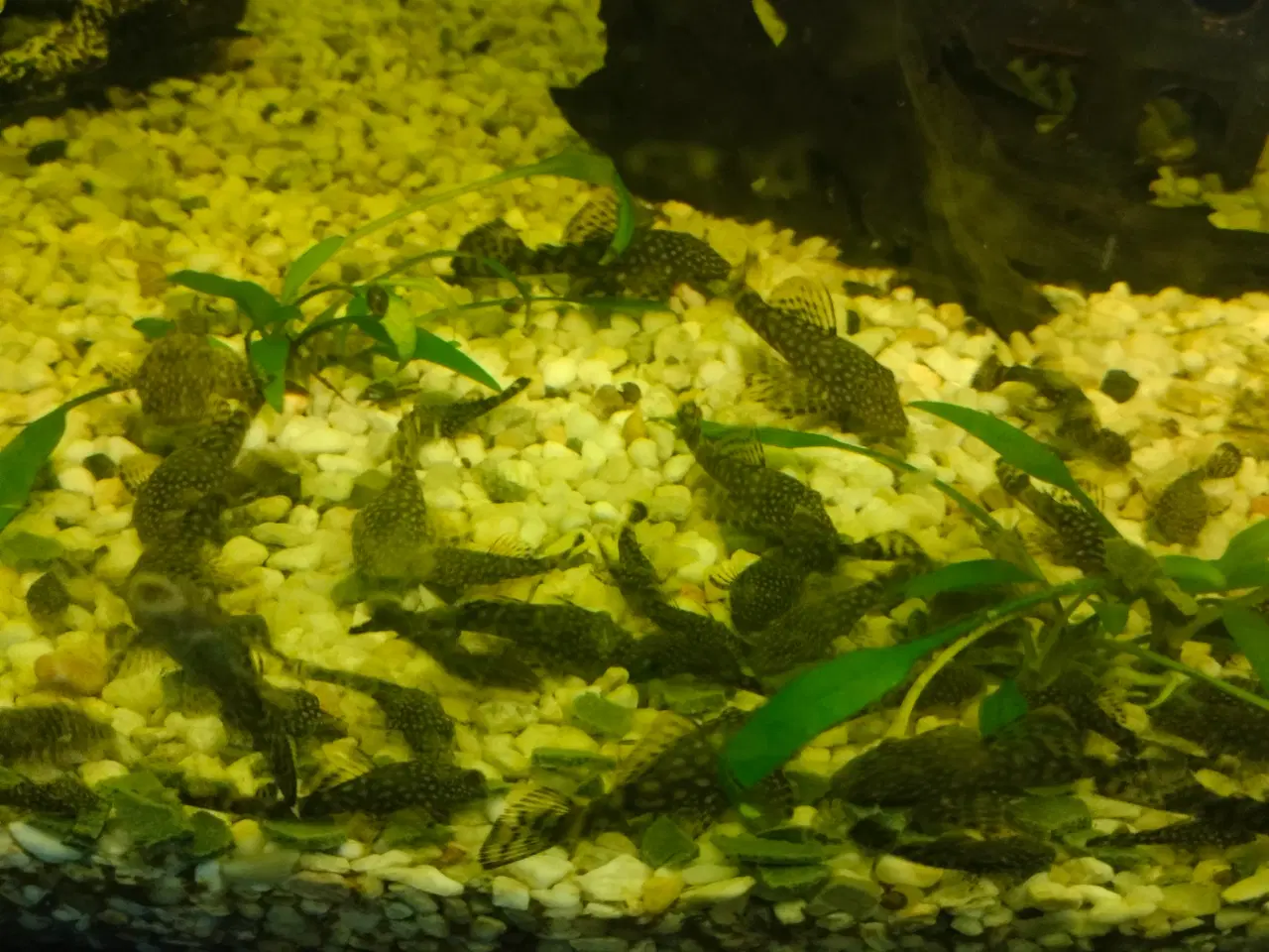 Billede 4 - Ancistrus unger
