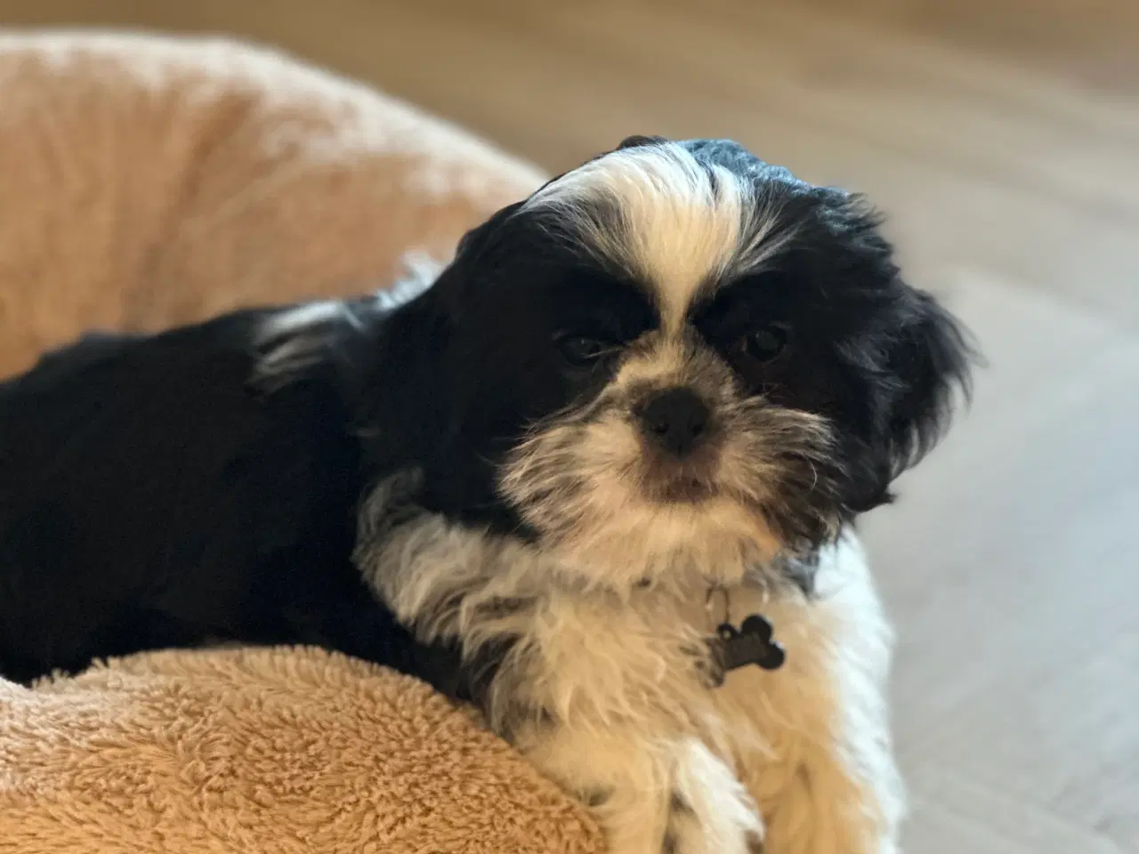 Billede 2 - Shih tzu hvalp 12 uger