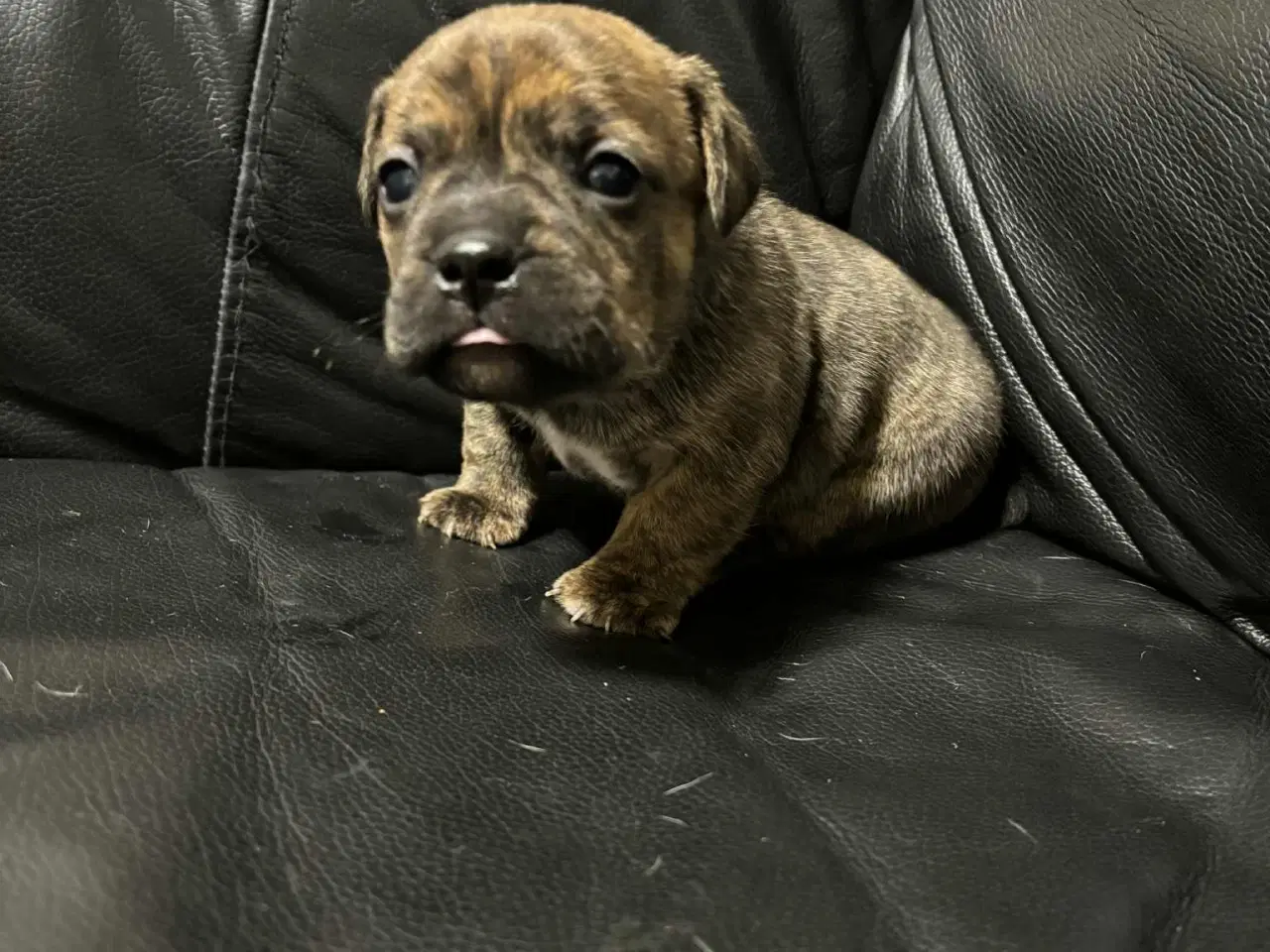 Billede 3 - D/s gårdhund- Fransk Bulldog