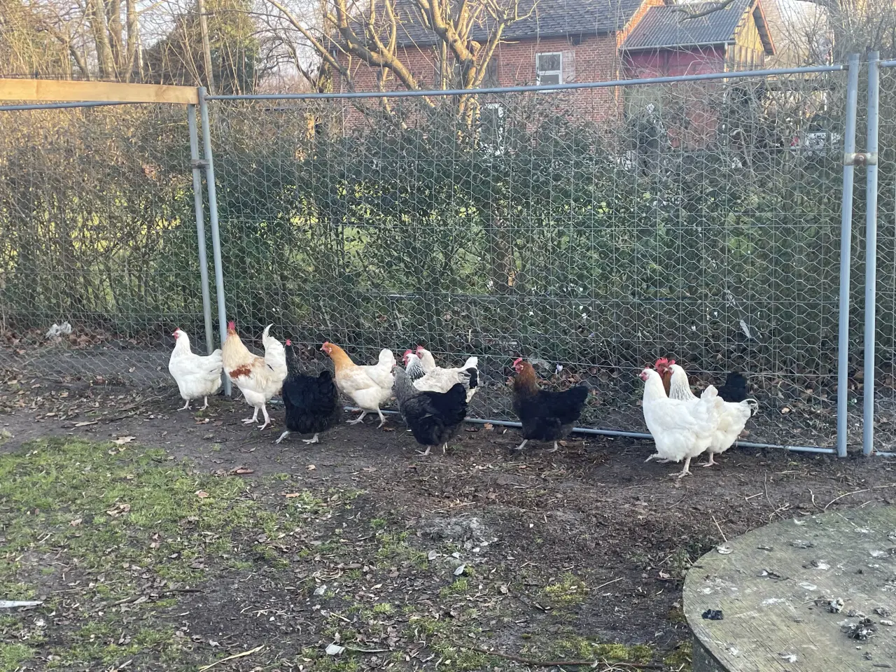 Billede 1 - Store og tunge krydsnings høns