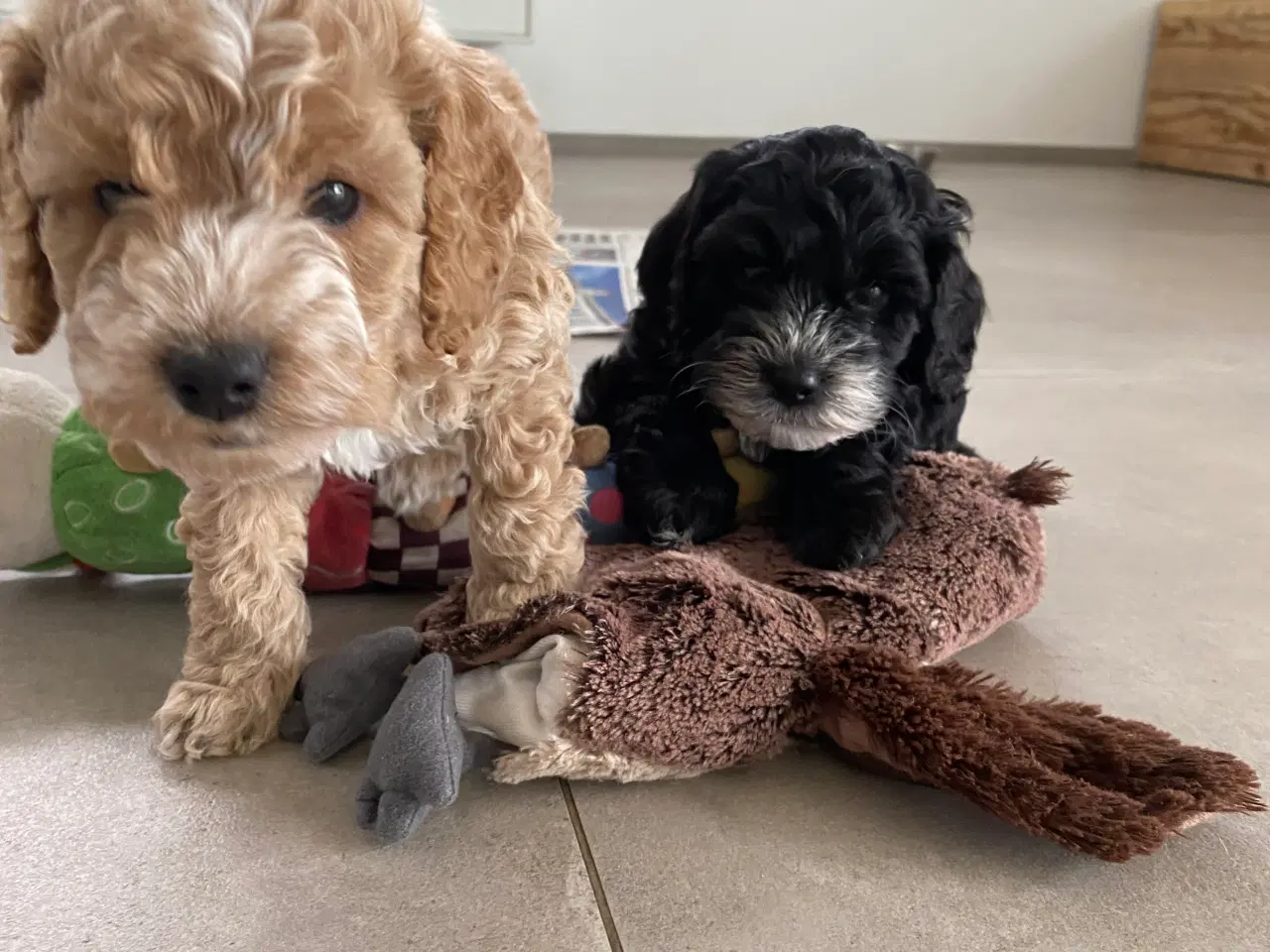 Billede 3 - Cockerpoo, cockerdoodle, cockapoo, doodle