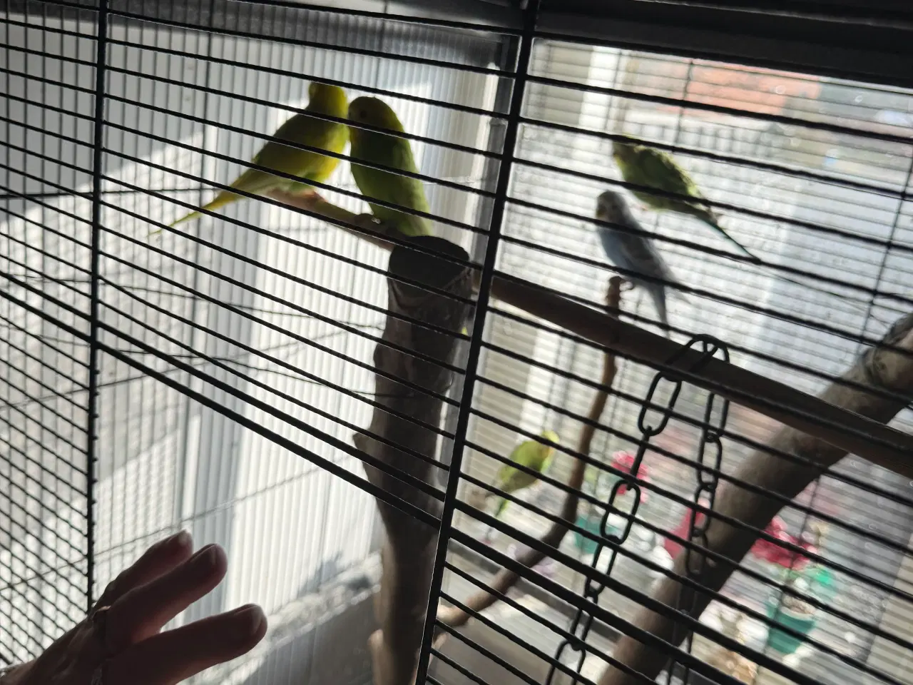 Billede 5 - Undulater unger sælges