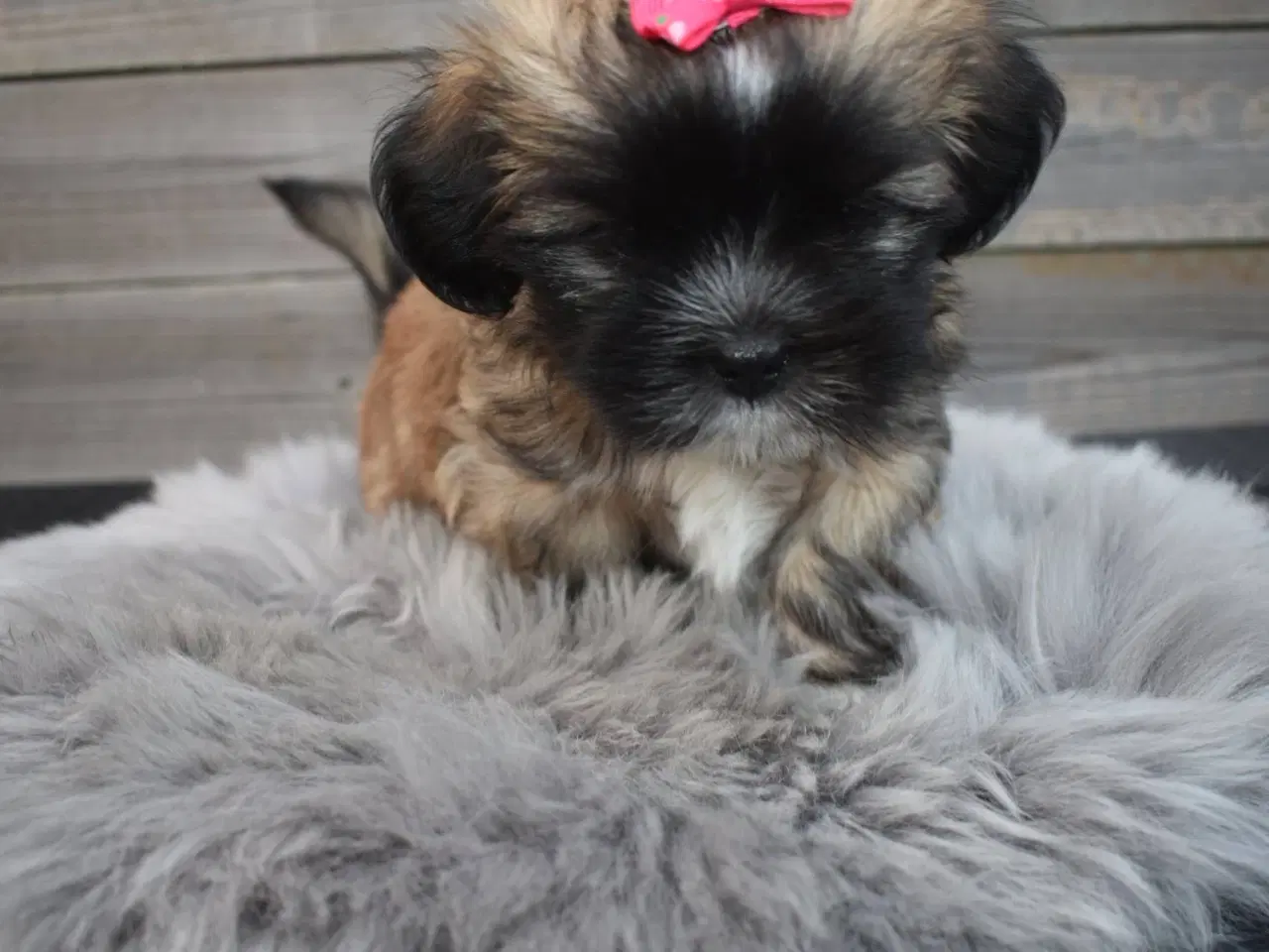 Billede 1 - Lhasa apso pige med stamtavle 