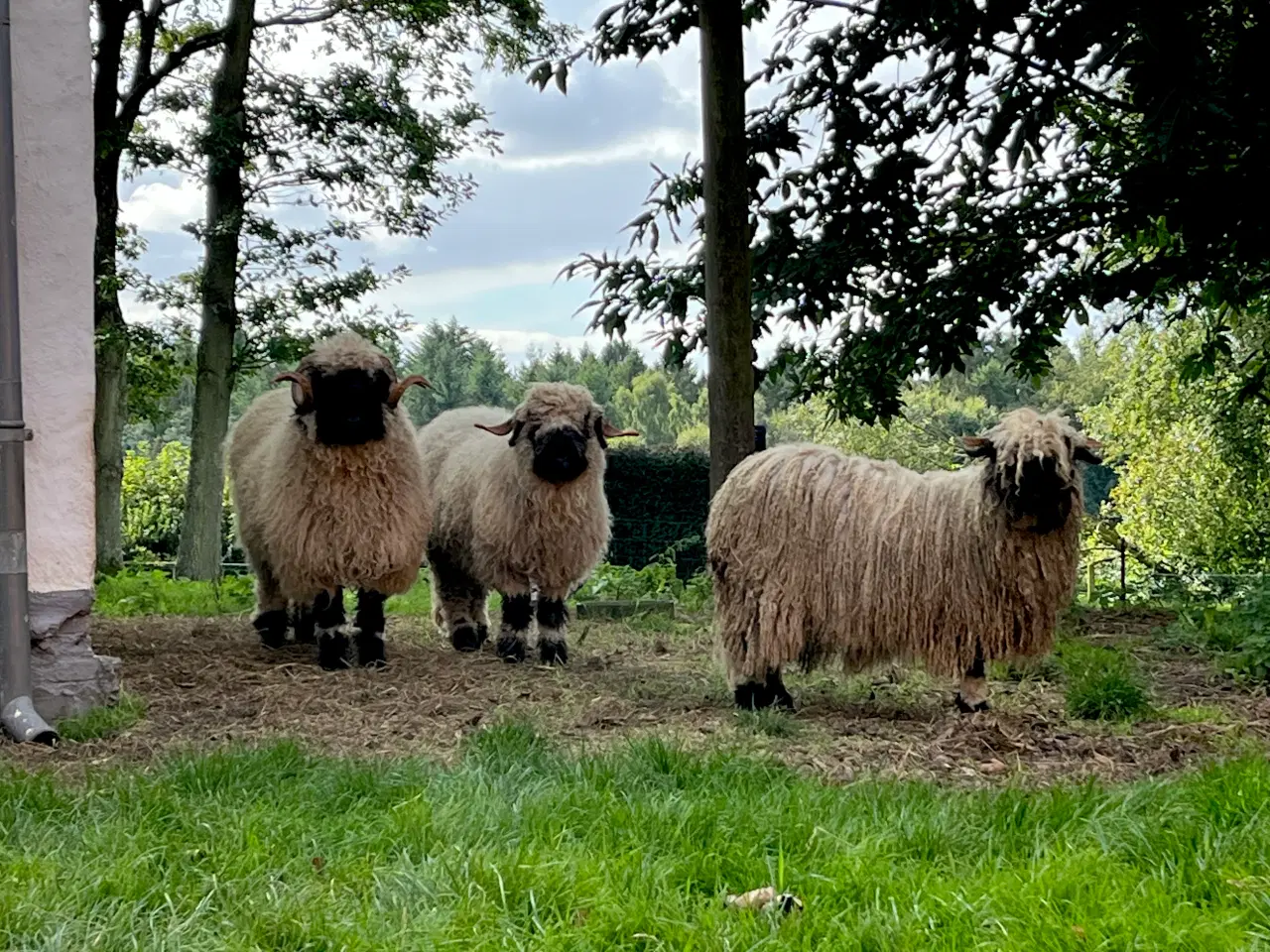 Billede 11 - Valais Blacknose 