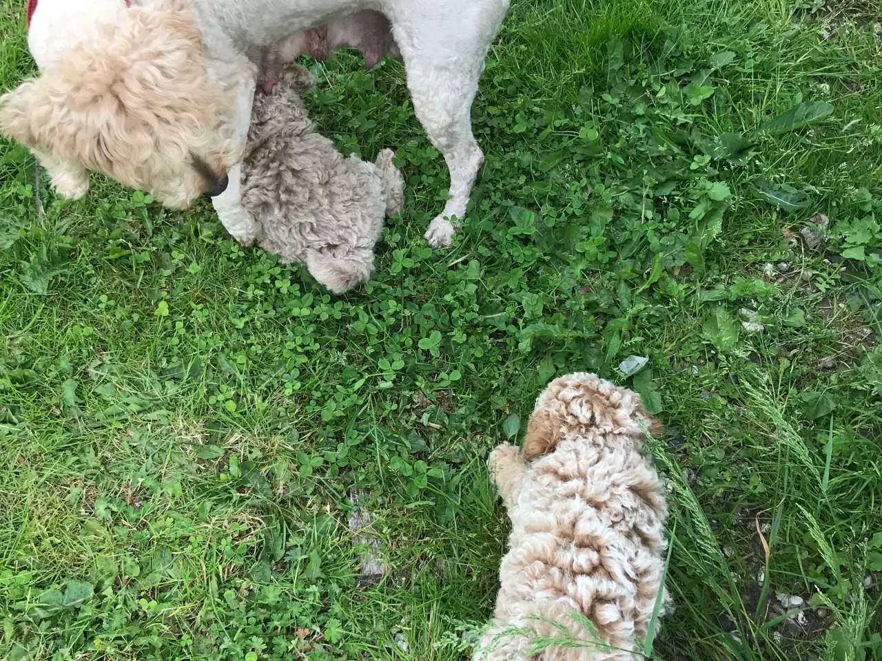 Billede 4 - Mellem labradoodle hvalpe Multigen