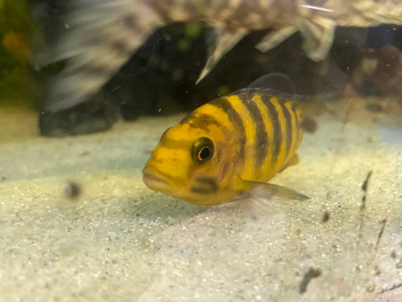 Billede 6 - Humlebi Cichlide (Maylandia Crabro)