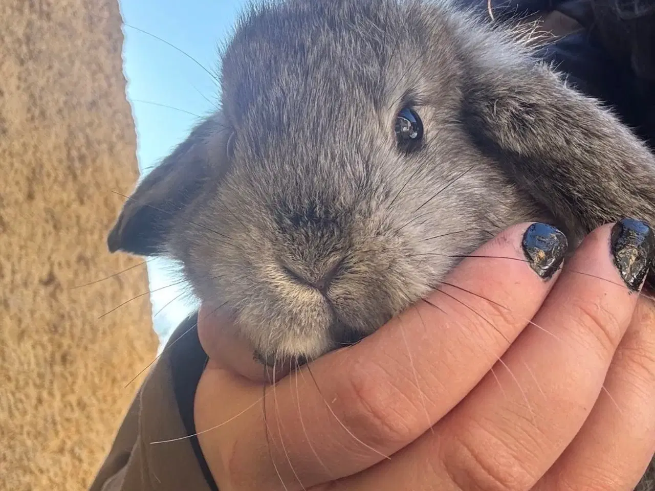 Billede 9 - Han Dværgvædder unge sælges