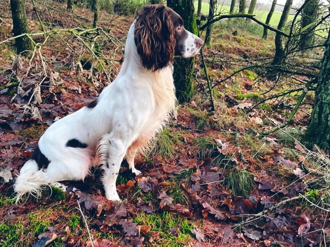 Billede 3 - Ft springer spaniel  