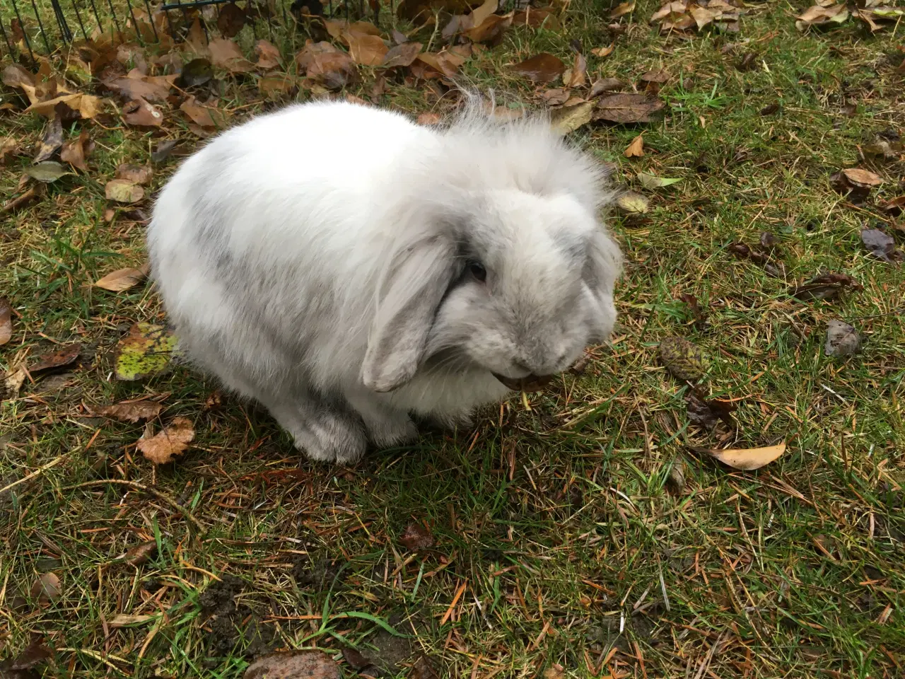 Billede 1 - Lulu søger et kærligt hjem