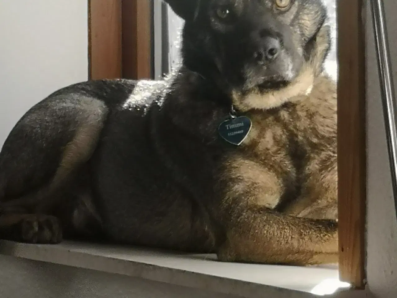 Billede 7 - Mgl du en til spor, nosework ell bare træning