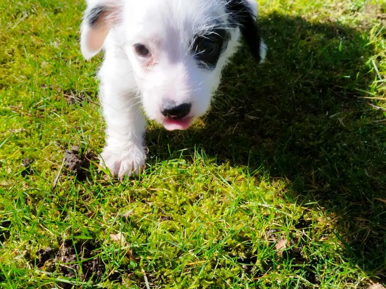 Billede 3 - Gravhund hvalp Bobby søger nyt hjem
