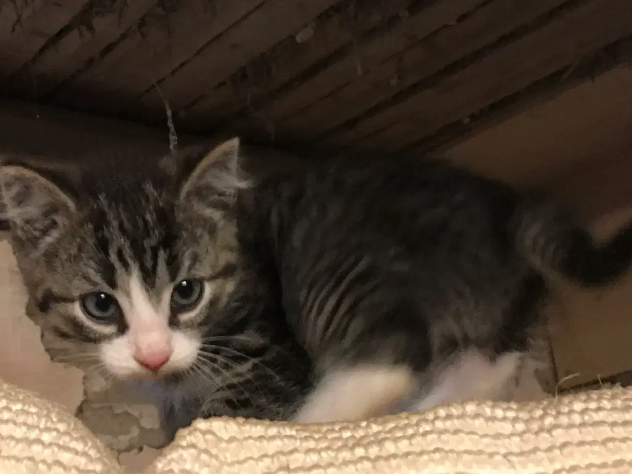 Billede 2 - Smuk norsk skov kat blanding ( pige )