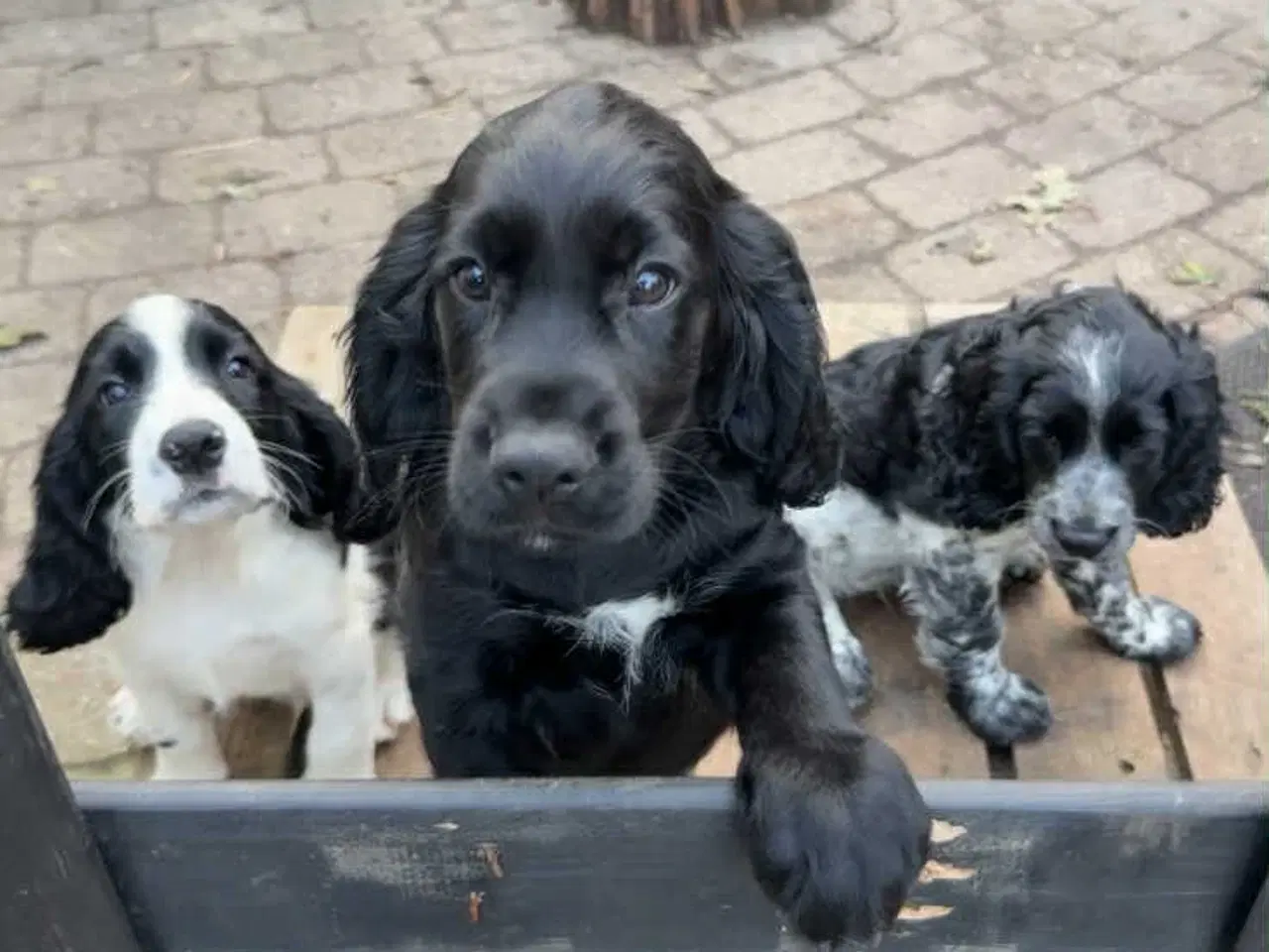 Billede 9 - Engelsk springer spaniel
