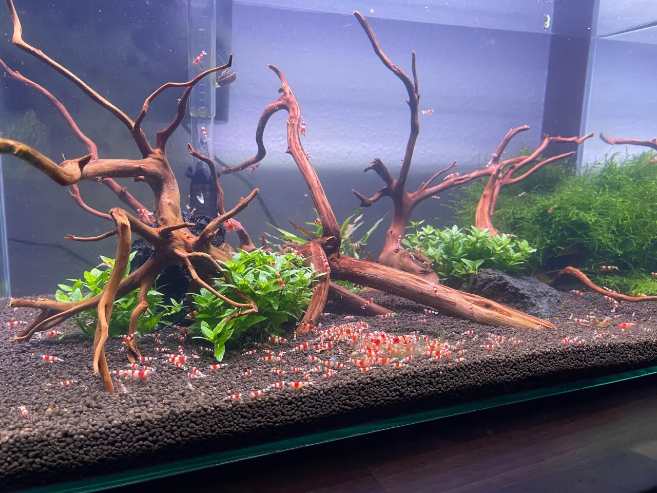 Billede 2 - Akvarie reje, Red Crystal caridina rejer