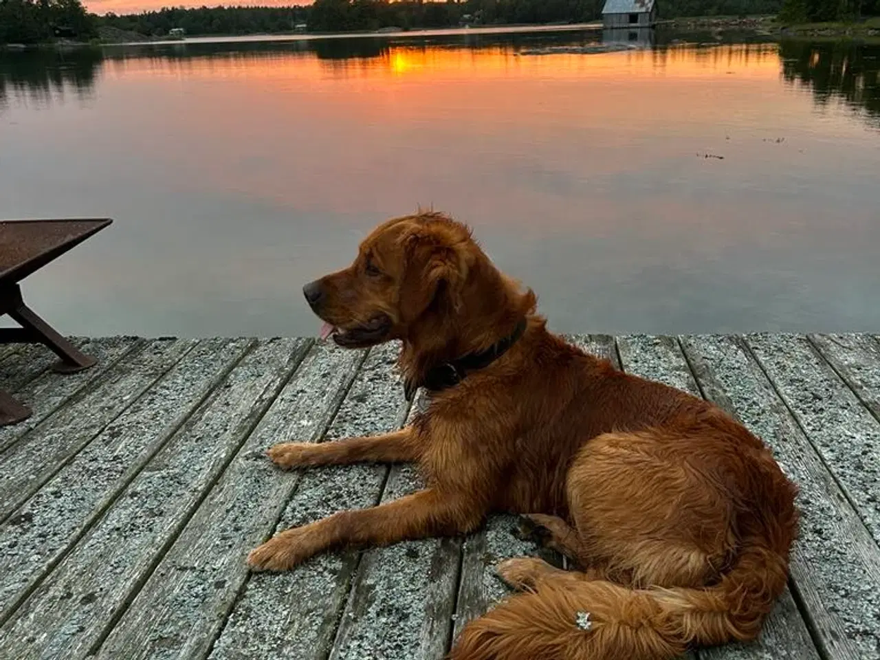 Billede 5 - Parring tilbydes. Gylden-mørk Golden Retriever