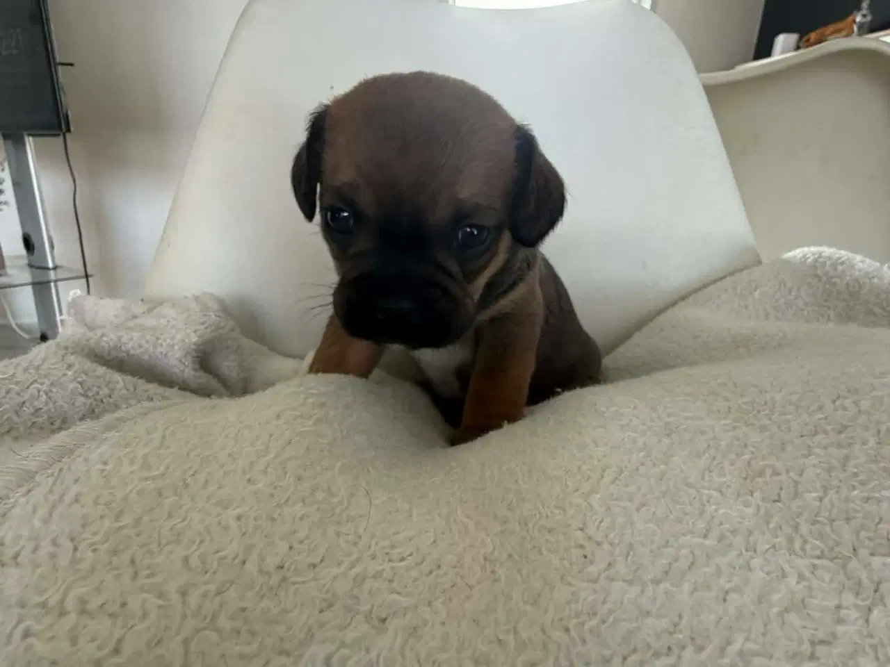 Billede 1 - Bl hvalpe beagle,bomuld,mops,gravhund