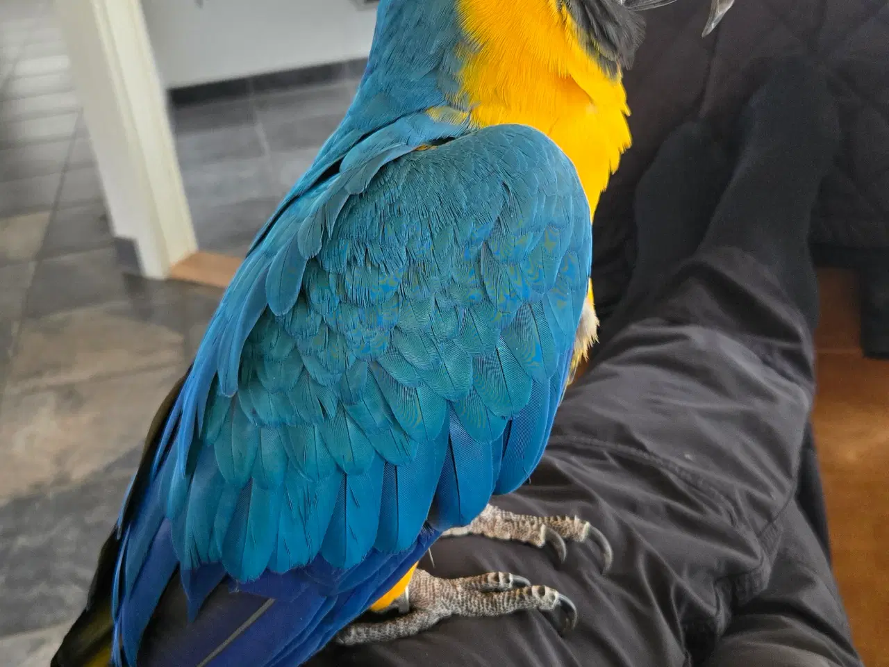 Billede 8 - Meget tam Ara