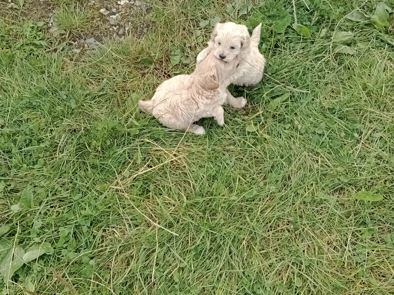 Billede 10 - Maltipoo hvalpe