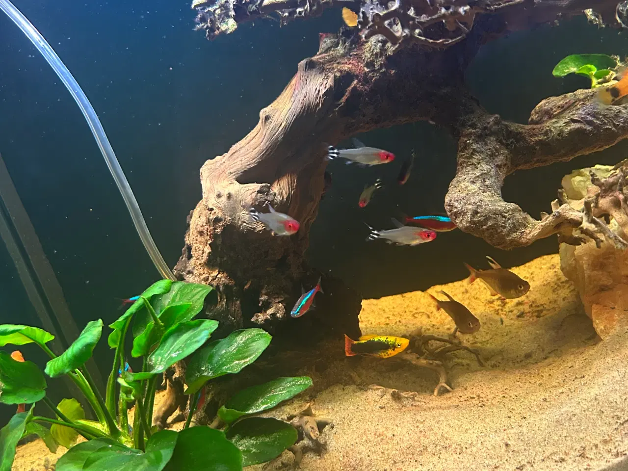 Billede 14 - Fineste akvarie + indhold sælges.