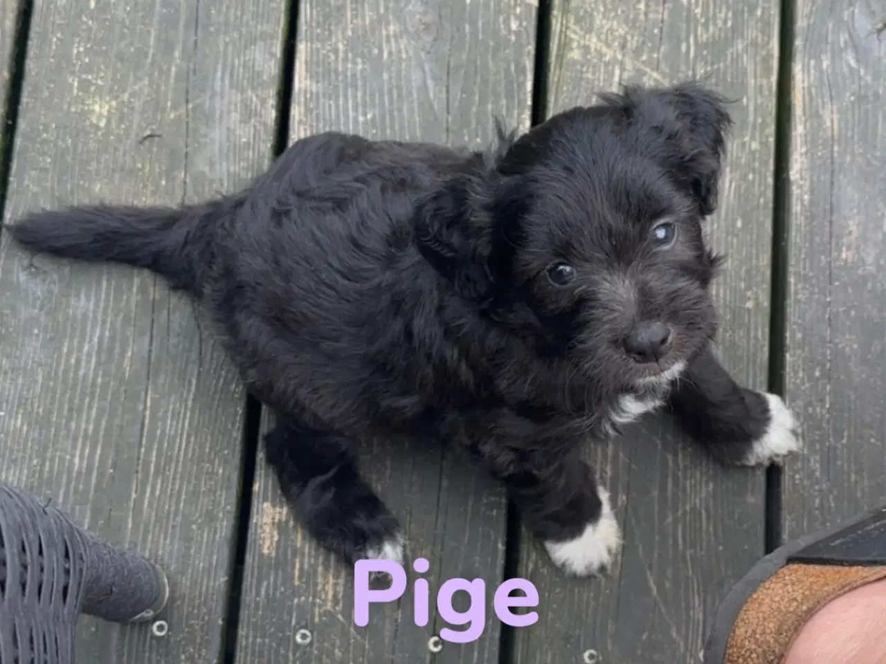 Billede 5 - Hundehvalpe søger deres nye familier 