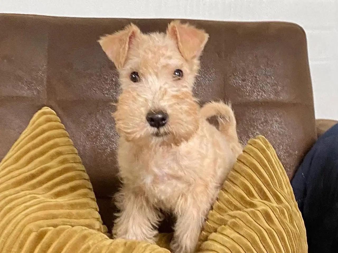 Billede 9 - Lakeland Terrier 