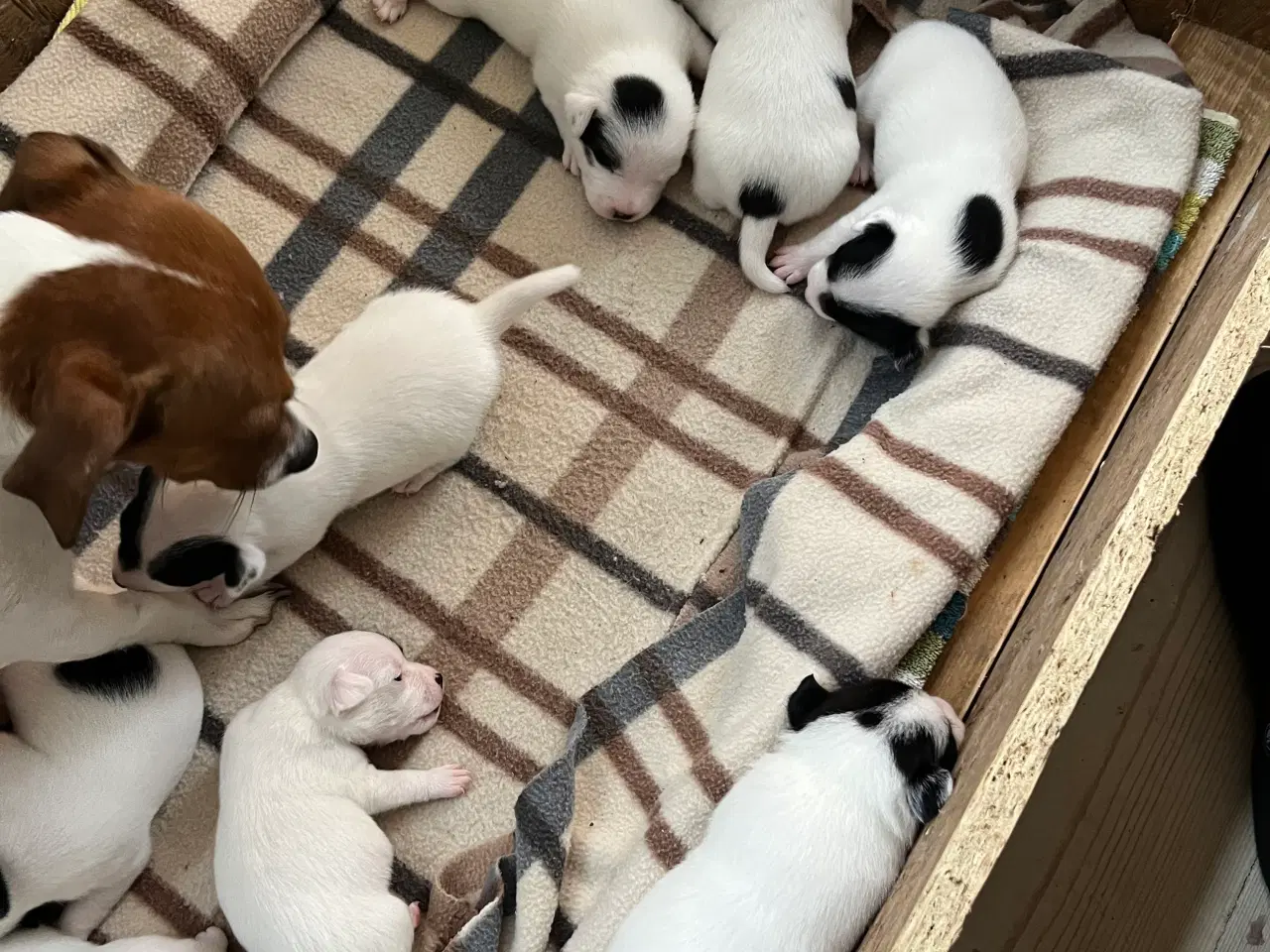 Billede 1 - Super fine Jack russel hvalpe