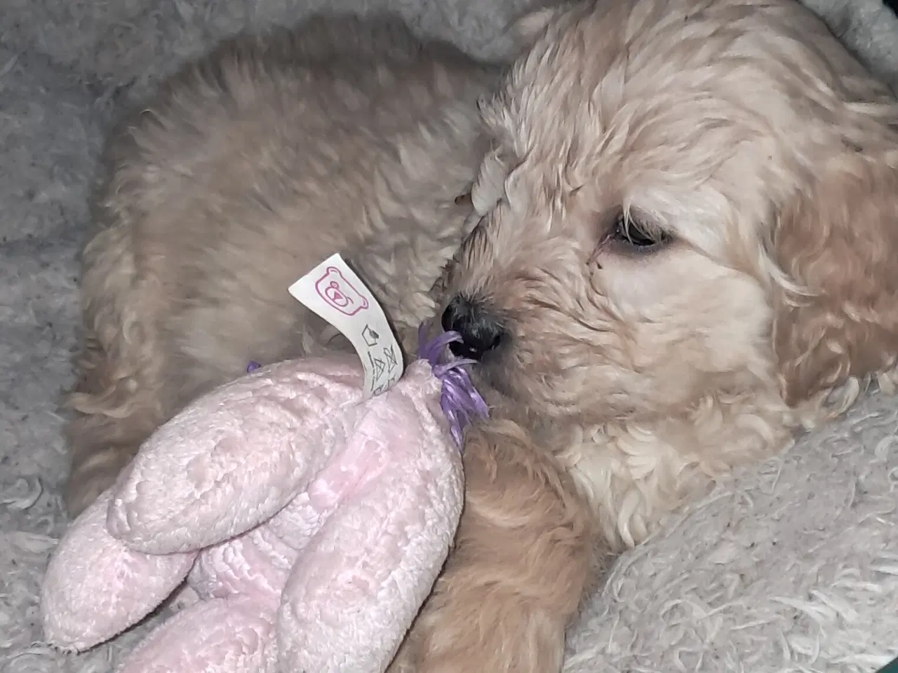 Billede 4 - De sødeste skønneste blandingshvalpe