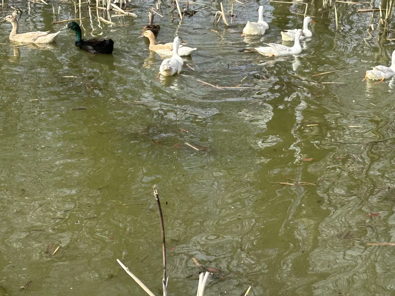Billede 5 - Rugeæg fra løbeænder, kejserænder og blandings