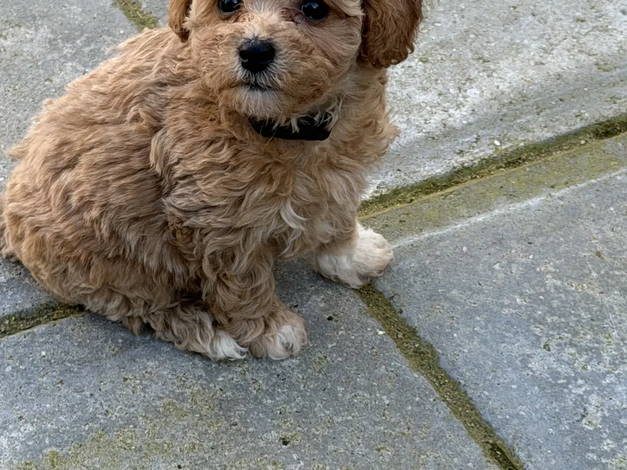 Billede 10 - 🐾 Skønne fældefri  hvalpe søger kærlige hjem 🐾