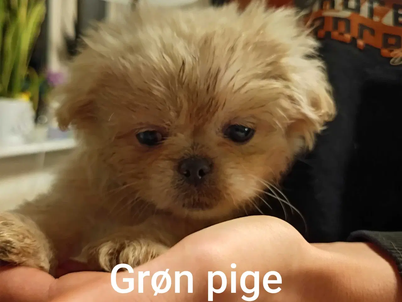 Billede 8 - Lækre hvapser 