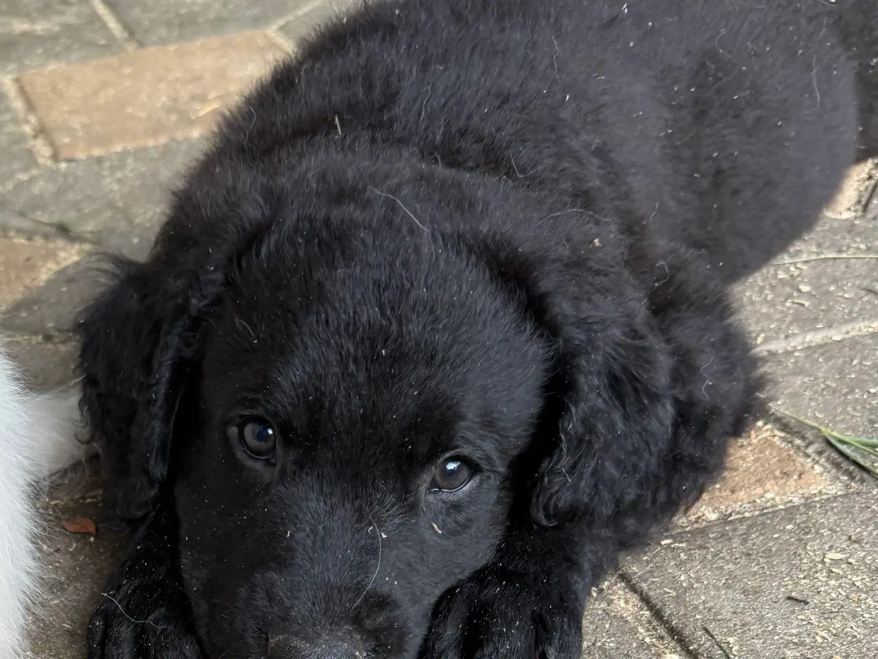 Billede 7 - Golden Retriever blanding, han